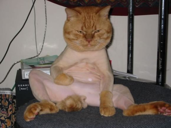 shaved pussy.jpg